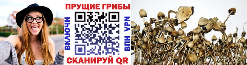 Псилоцибиновые грибы прущие грибы  Купить где  Обь 